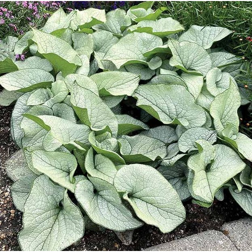 Brunnera macrophylla 'Alexandria'