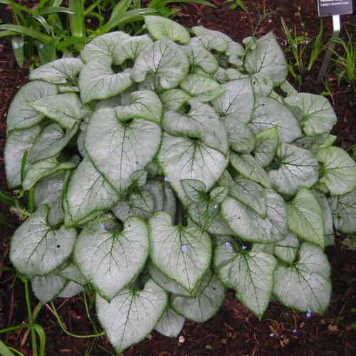 Brunnera macrophylla 'Looking Glass'
