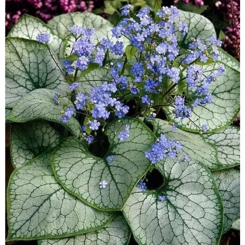Brunnera macrophylla 'Silver Heart'