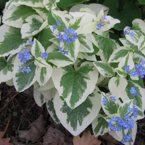 Brunnera macrophylla 'Variegata'
