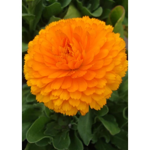 Calendula officinalis 'Bon Bon Orange'