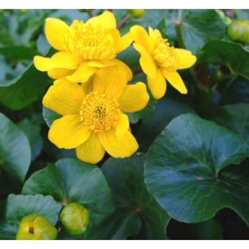 Caltha palustris