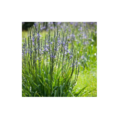 Prérigyertya kék - Camassia leichtlinii 'Caerulea' 20/30cm K14cm