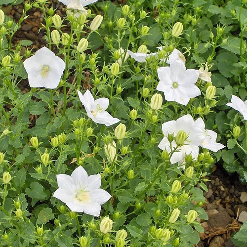 Campanula carpatica 'Pristar White'