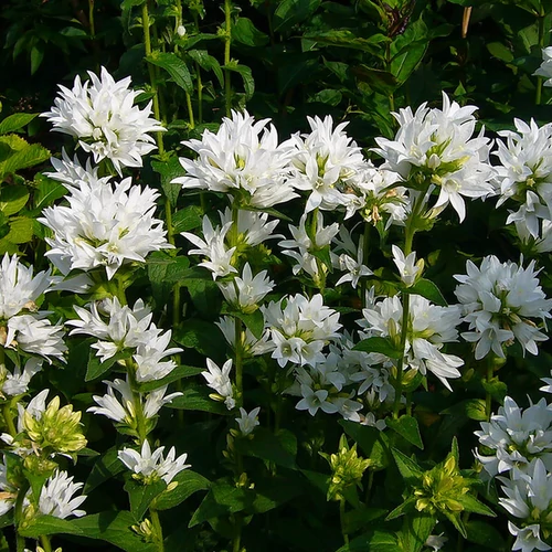 Campanula glomerata 'Alba'
