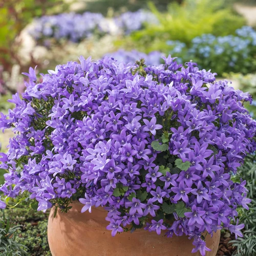 Campanula portenschlagiana