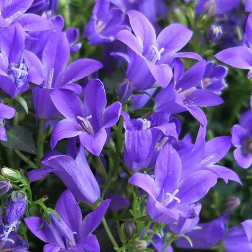 Campanula poscharskyana 'Hirsch Blue'