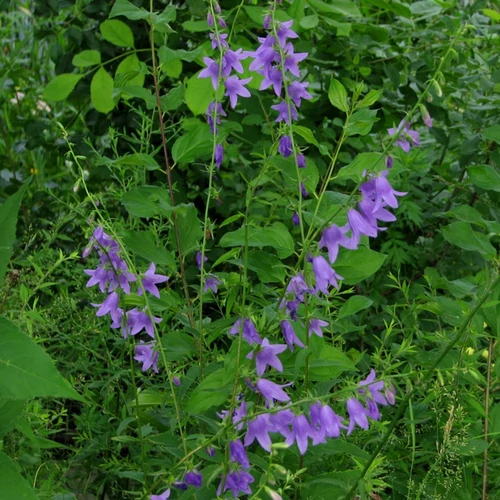 Campanula rapunculoides 'Campbell Blue'