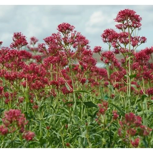Centranthus ruber 'Rosenrot'