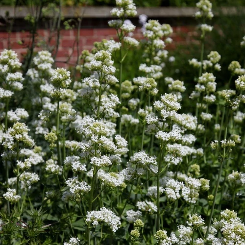 Centranthus ruber 'Alba'