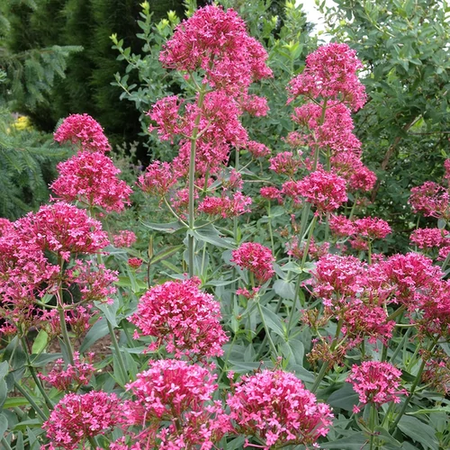 Centranthus ruber 'Coccineus'