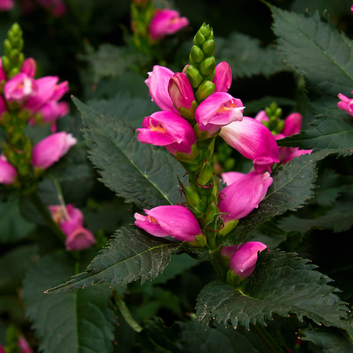Chelone obliqia