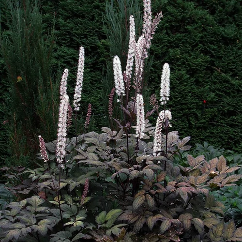 Cimicifuga ramosa 'Brünette'