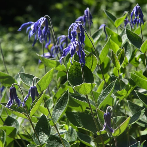 Clematis integrifolia 'Blue Ribbon'