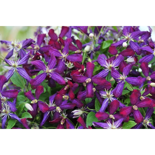 Clematis 'Westerplatte'