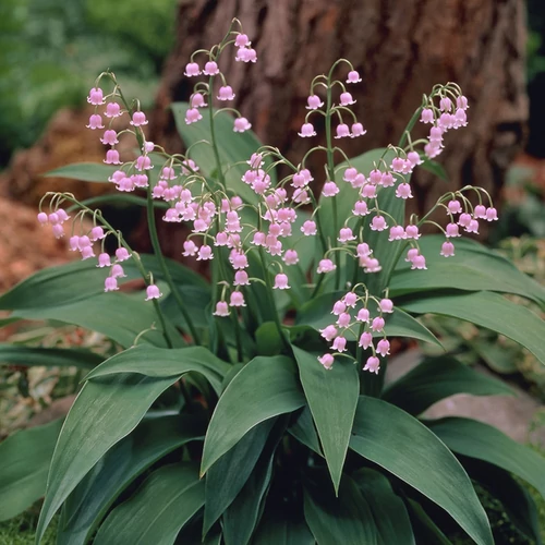 Convallaria majalis 'Rosea'