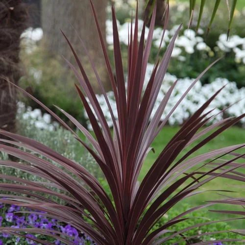 Cordyline australis 'Red Star'