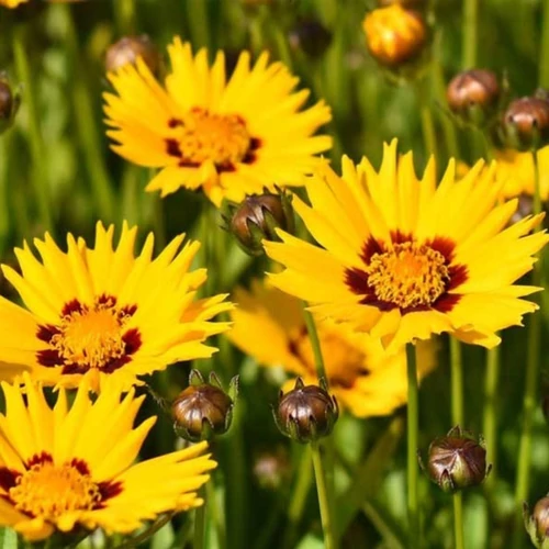 Coreopsis grandiflora 'Andiamo Yellow Red'