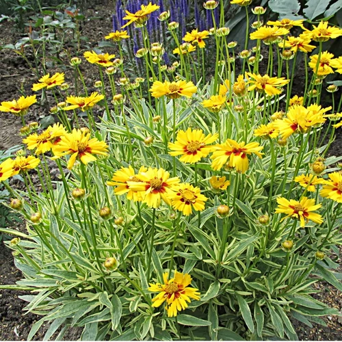 Coreopsis grandiflora 'Calypso'