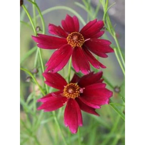 Coreopsis 'Ruby Red'
