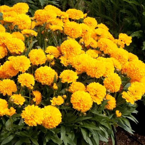 Coreopsis 'Solana Golden Sphere'