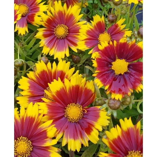 Coreopsis 'Up Tick Gold &amp; Bronze'