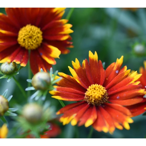 Coreopsis 'Up Tick Red'