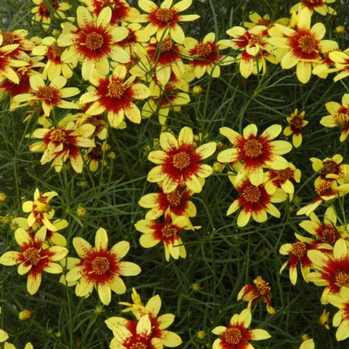Coreopsis verticillata 'Firefly'