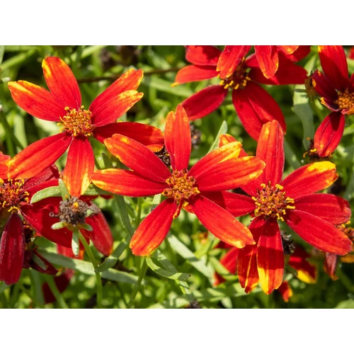 Coreopsis verticillata 'Ladybird'