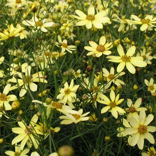 Coreopsis verticillata 'Moonbeam'