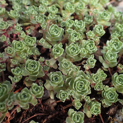 Crassula setulosa 'Curta'