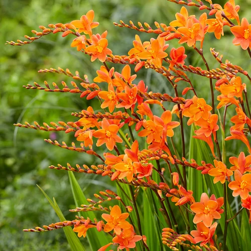 Crocosmia 'Lucifer'