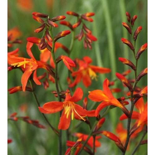 Crocosmia 'Carmine Brillant'