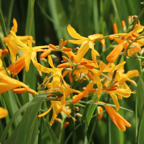 Crocosmia 'Georg Davidson'