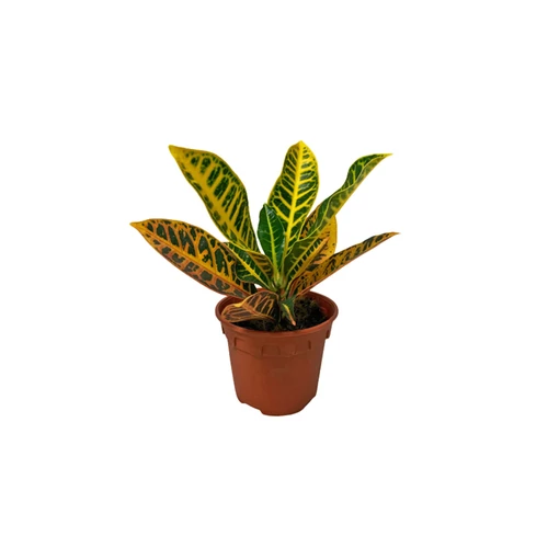 Croton Codiaeum Variegatum