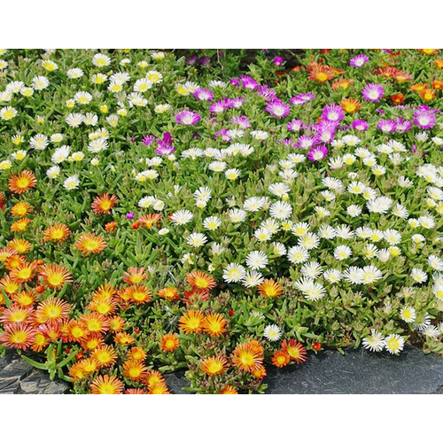 Delosperma