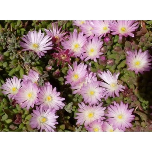 Délvirág halvány rózsaszín - Delosperma 'Beaufort West' 10/20cm K10,5cm