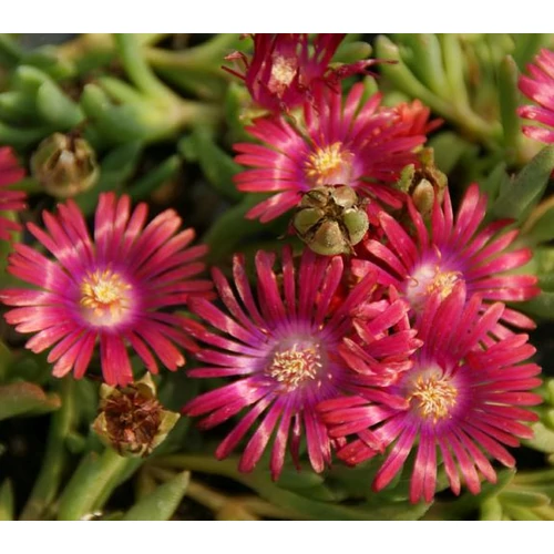 Délvirág piros/rózsaszín - Delosperma 'Chameleon' 10/20cm K10,5cm
