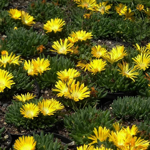 Délvirág sárga - Delosperma congestum 5/10cm K9x9cm