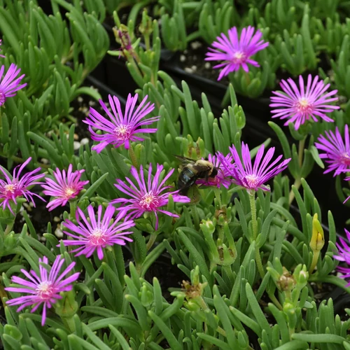 Delosperma cooperi