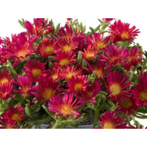 Délvirág bíborpiros - Delosperma cooperi 'Delmara Fuchsia' 15/20cm K14cm