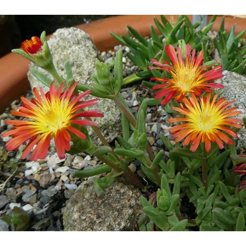Delosperma cooperi 'Delmara Orange'