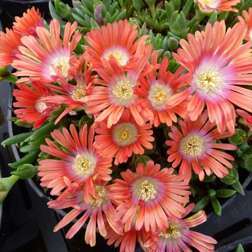 Delosperma dyeri 'Red Mountain'