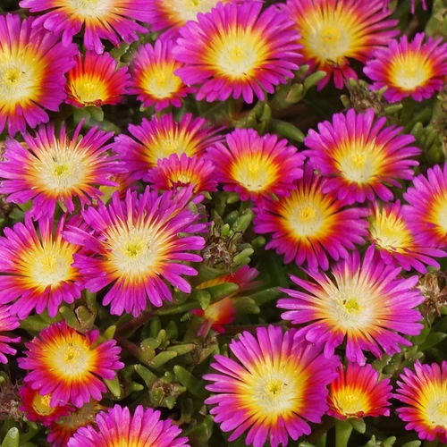 Delosperma 'Hot Pink Wonder'