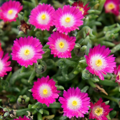 Delosperma 'Jewel of Desert Amethyst'