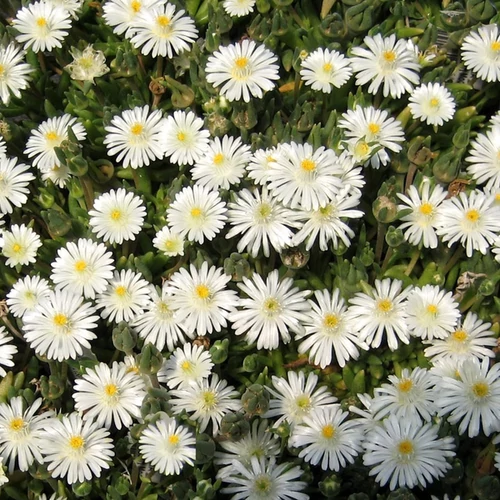 Delosperma 'Jewel of Desert Moonstone'