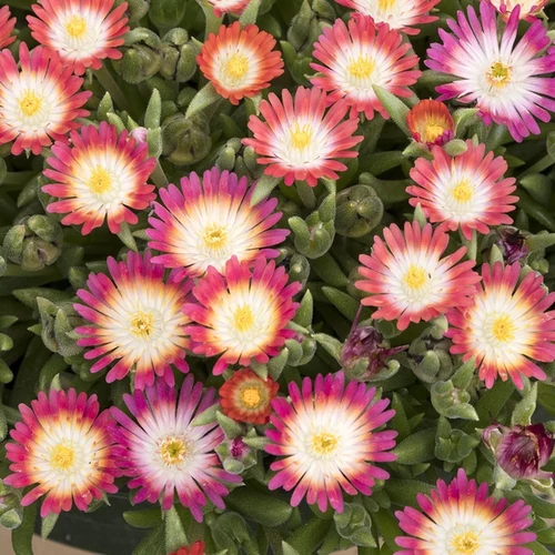 Delosperma 'Jewel of Desert Ruby'