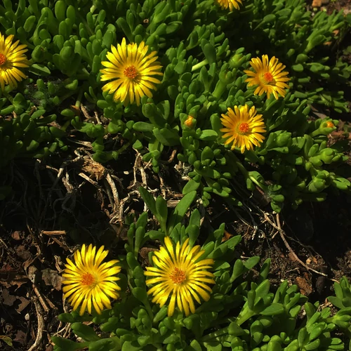 Delosperma nubigenum