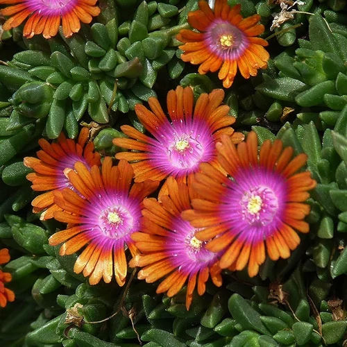 Delosperma obtusum 'Fire Spinner'