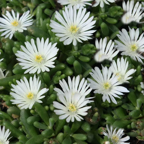 Delosperma obtusum 'Sani Pass'
